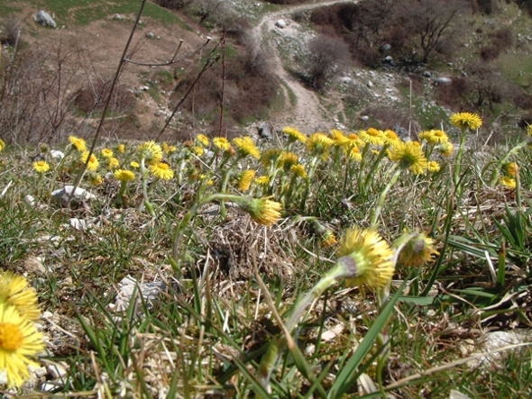 La primavera  vicina